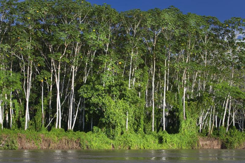 Amazonas, Leticia, Colombia