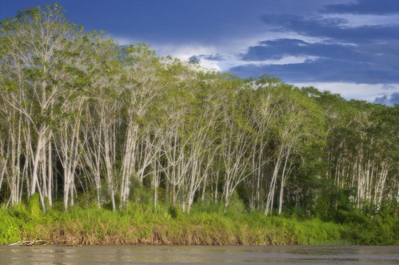 Rio Amazonas, Amazonas, Leticia, Colombia