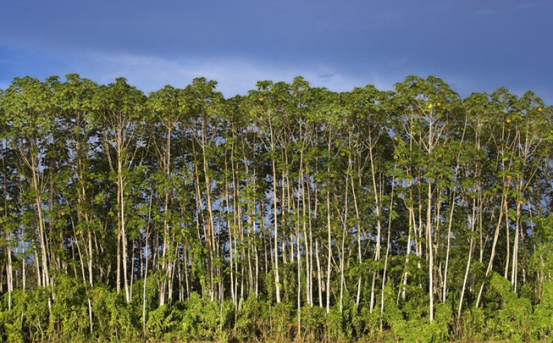 Amazonas, Leticia, Colombia