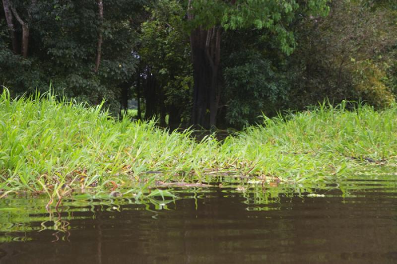 Vegetacion en el Amazonas, Leticia, Colombia