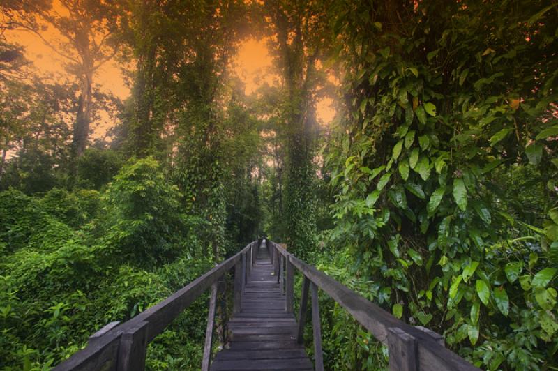 Puente en la Selva, Amazonas, Leticia, Colombia