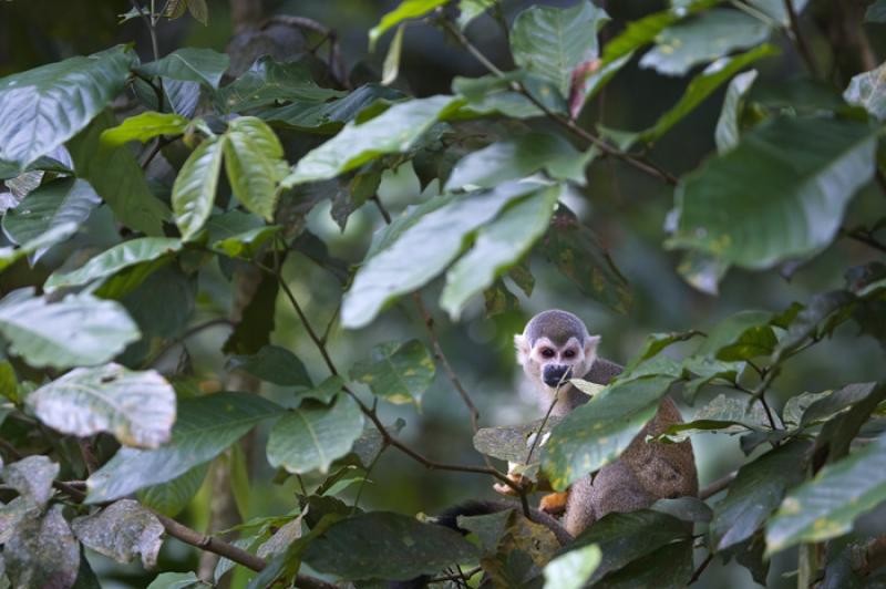 Mono de Ardilla, Amazonas, Leticia, Colombia