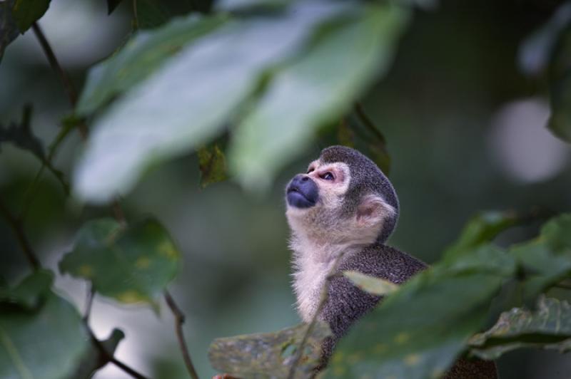 Mono de Ardilla, Amazonas, Leticia, Colombia