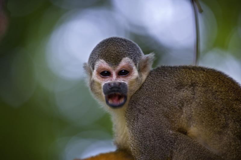 Mono de Ardilla, Amazonas, Leticia, Colombia