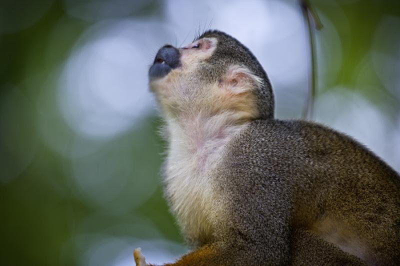 Mono de Ardilla, Amazonas, Leticia, Colombia