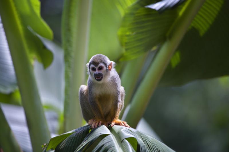 Mono de Ardilla, Amazonas, Leticia, Colombia