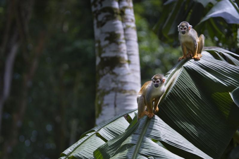 Mono de Ardilla, Amazonas, Leticia, Colombia