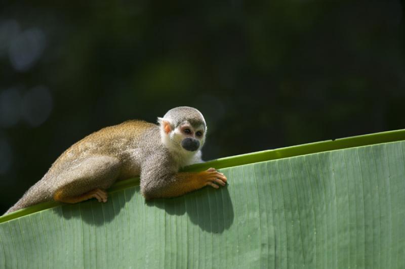 Mono de Ardilla, Amazonas, Leticia, Colombia