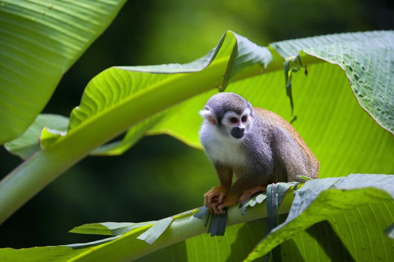 Mono de Ardilla, Amazonas, Leticia, Colombia