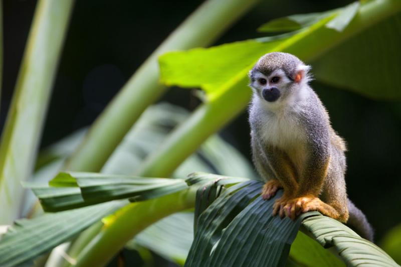 Mono de Ardilla, Amazonas, Leticia, Colombia