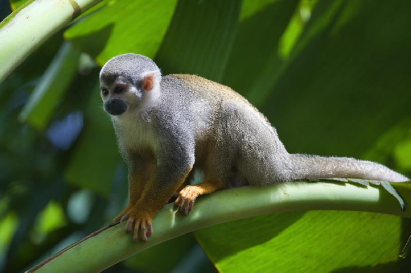 Mono de Ardilla, Amazonas, Leticia, Colombia