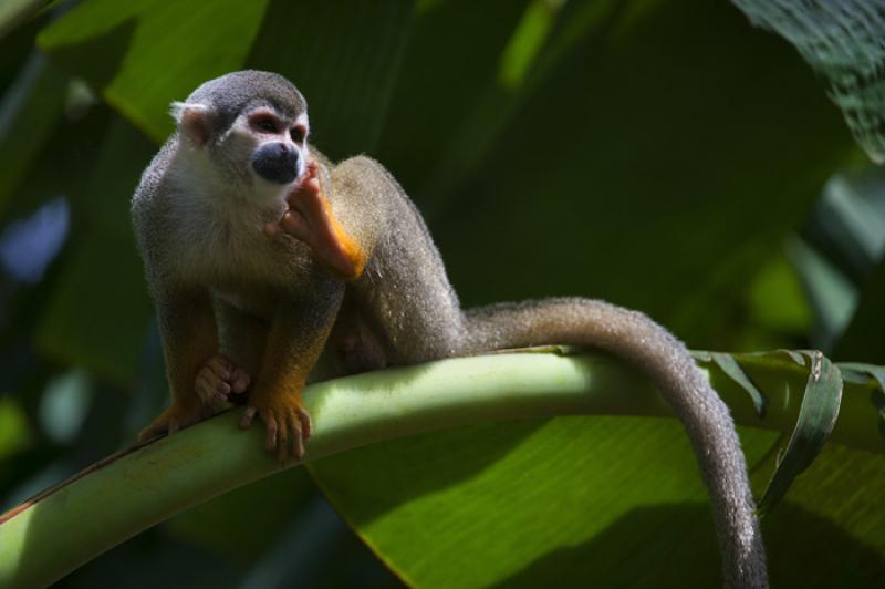 Mono de Ardilla, Amazonas, Leticia, Colombia