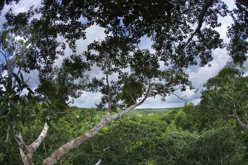 Selva del Amazonas, Leticia, Colombia