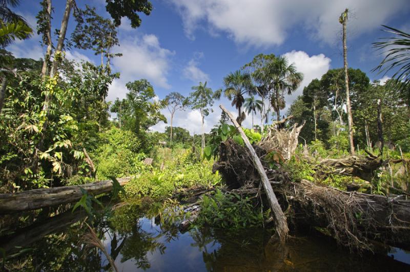 Amazonas, Leticia, Colombia