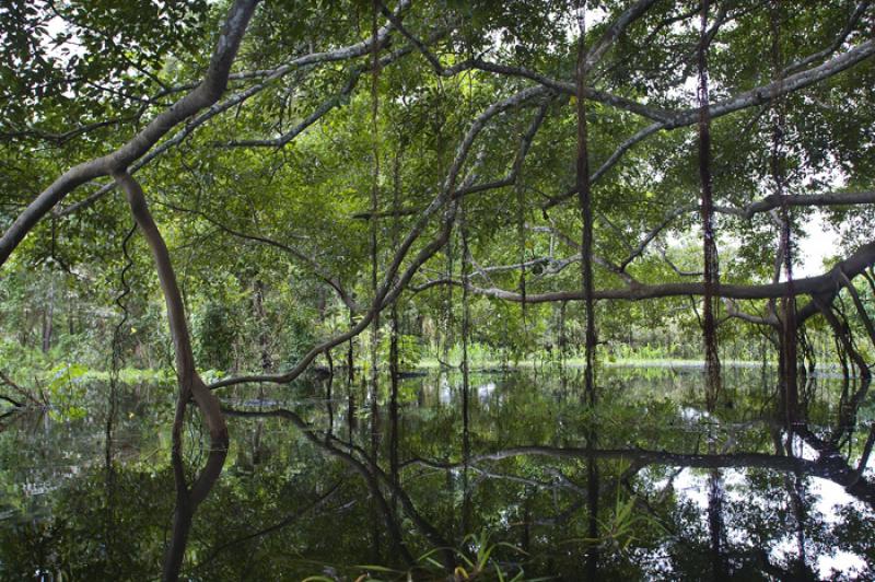 Manglares del Amazonas, Leticia, Colombia