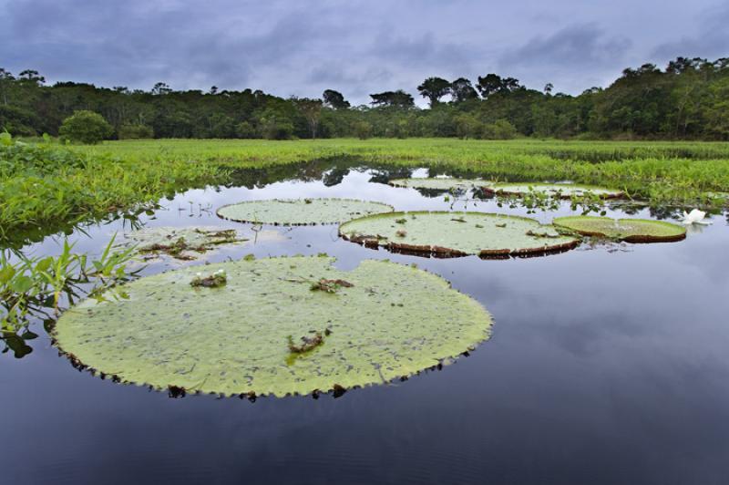 Victoria Amazonica, Amazonas, Leticia, Colombia