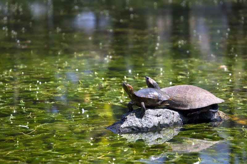 Tortugas de Rio, Amazonas, Leticia, Colombia