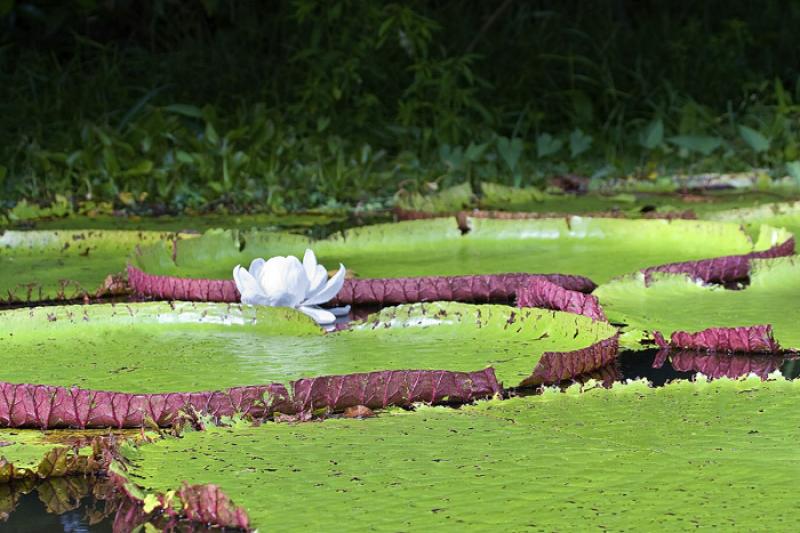 Victoria Amazonica, Amazonas, Leticia, Colombia