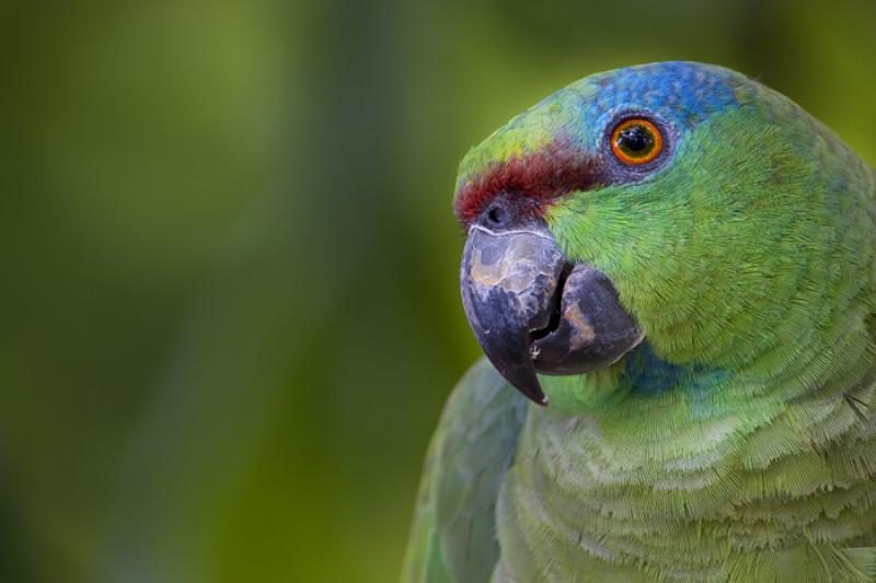 Loro en el Amazonas, Leticia, Colombia