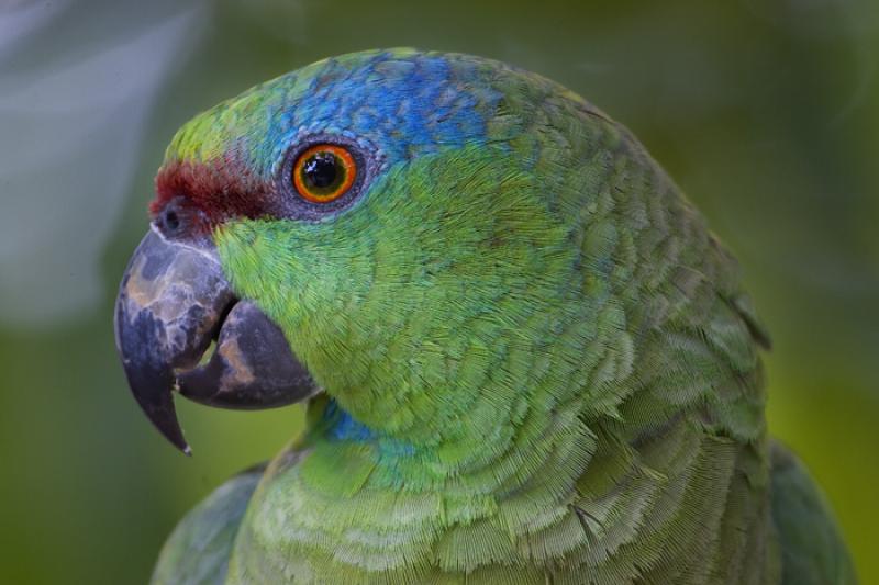 Loro en el Amazonas, Leticia, Colombia