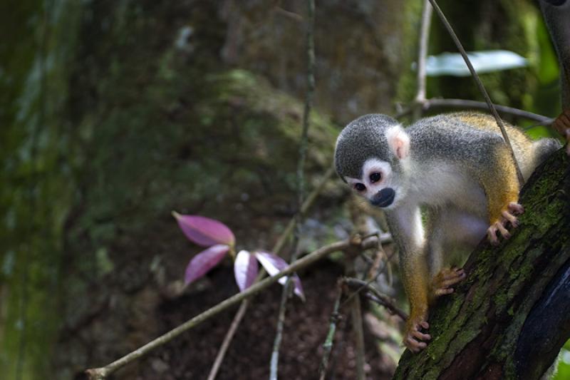 Mono de Ardilla, Amazonas, Leticia, Colombia