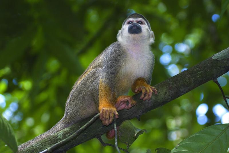 Mono de Ardilla, Amazonas, Leticia, Colombia