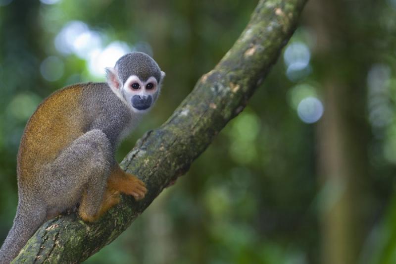 Mono de Ardilla, Amazonas, Leticia, Colombia