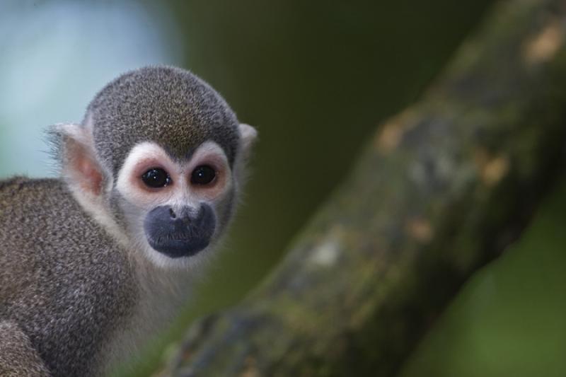 Mono de Ardilla, Amazonas, Leticia, Colombia