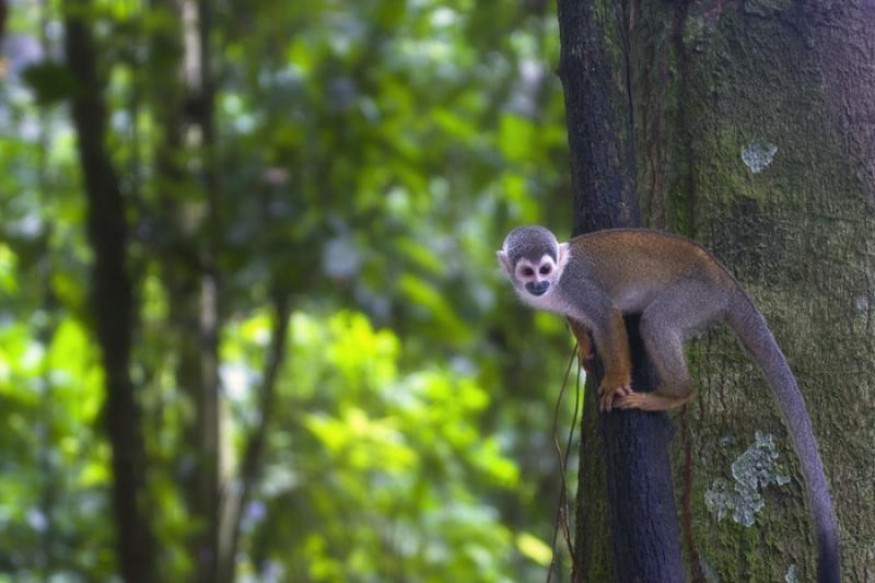 Mono de Ardilla, Amazonas, Leticia, Colombia