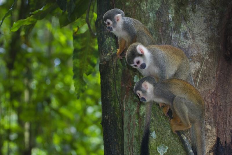 Mono de Ardilla, Amazonas, Leticia, Colombia