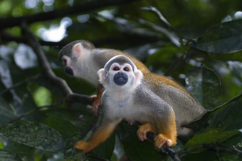 Mono de Ardilla, Amazonas, Leticia, Colombia