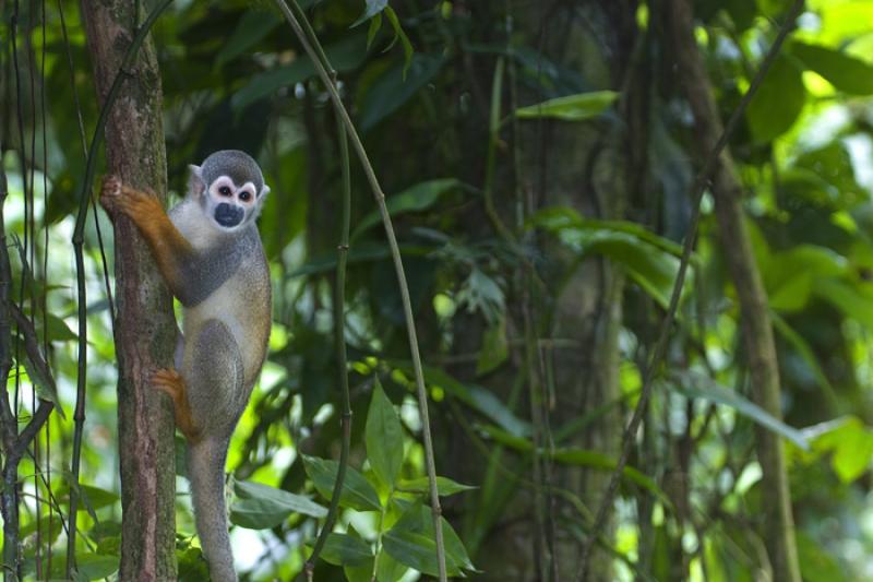 Mono de Ardilla, Amazonas, Leticia, Colombia