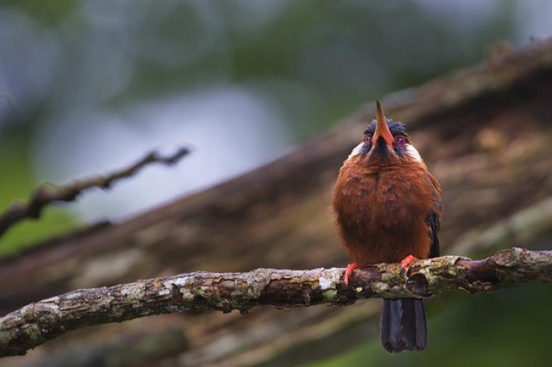 Ave en el Amazonas, Leticia, Colombia