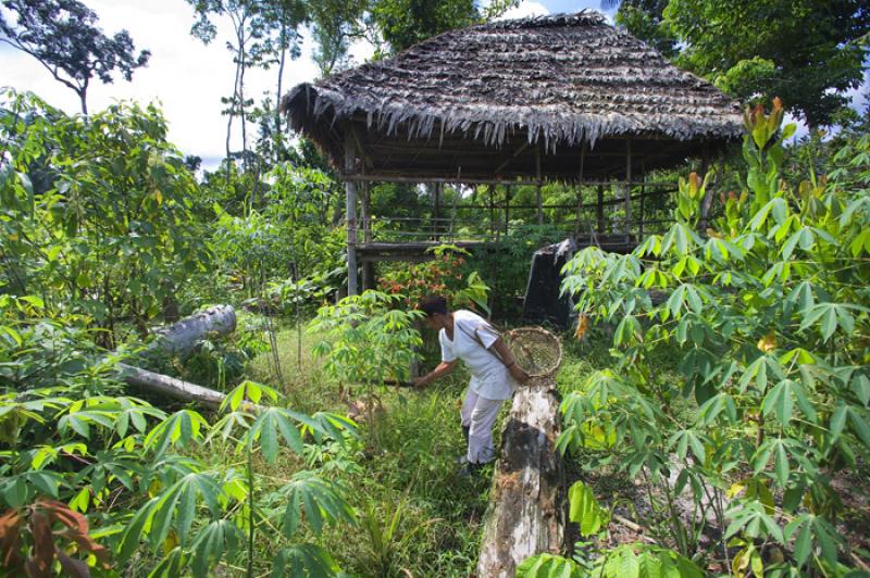 Mujer Recolectando, Amazonas, Leticia, Colombia