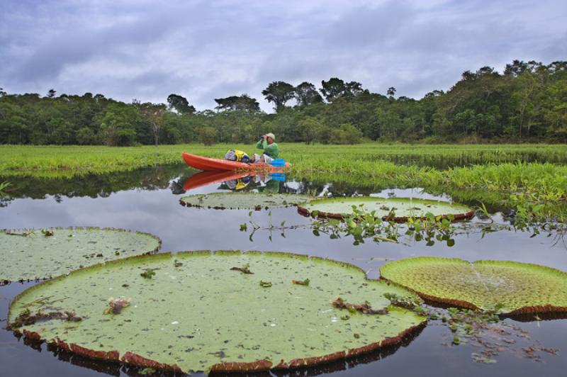 Victoria Amazonica, Amazonas, Leticia, Colombia