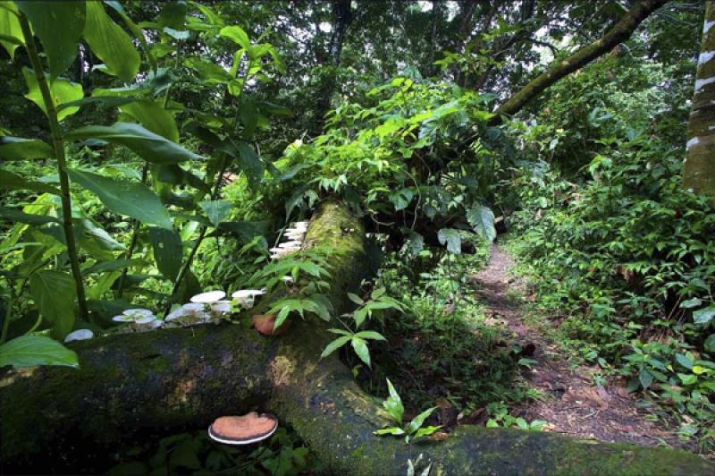 Selva del Amazonas, Leticia, Colombia