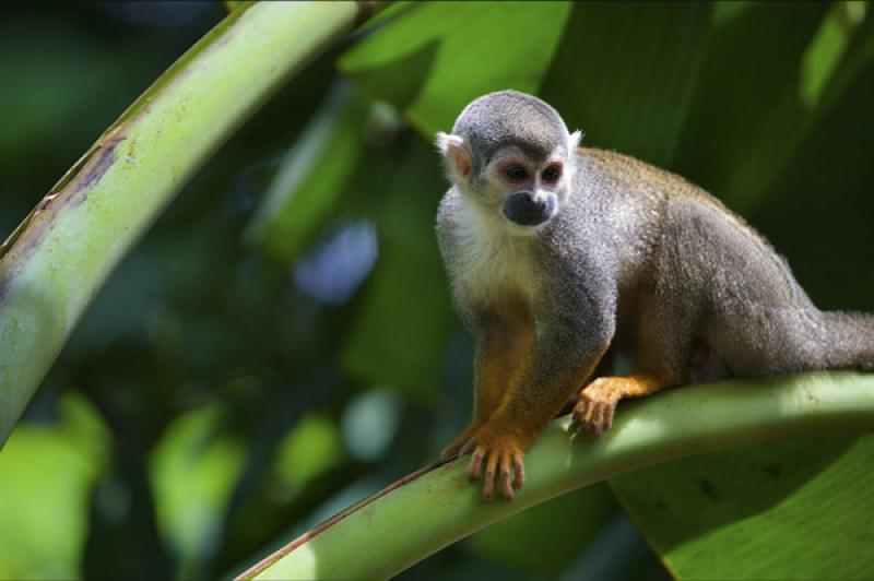 Mono de Ardilla, Amazonas, Leticia, Colombia