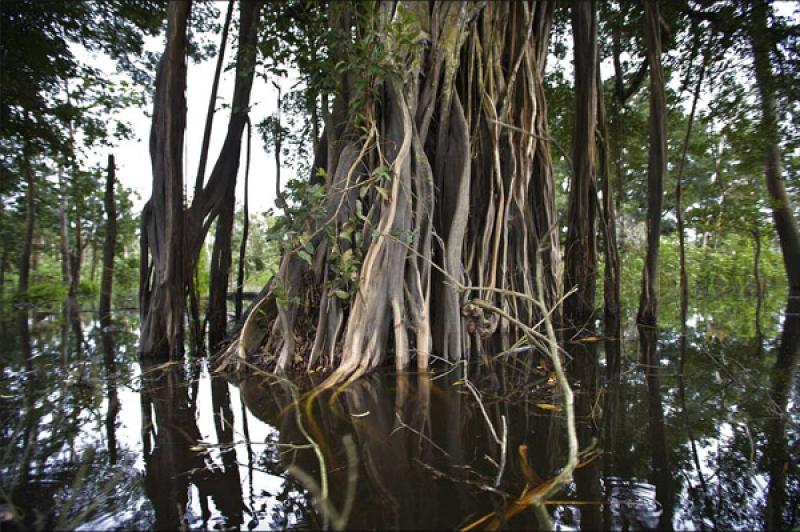 Manglares del Amazonas, Leticia, Colombia