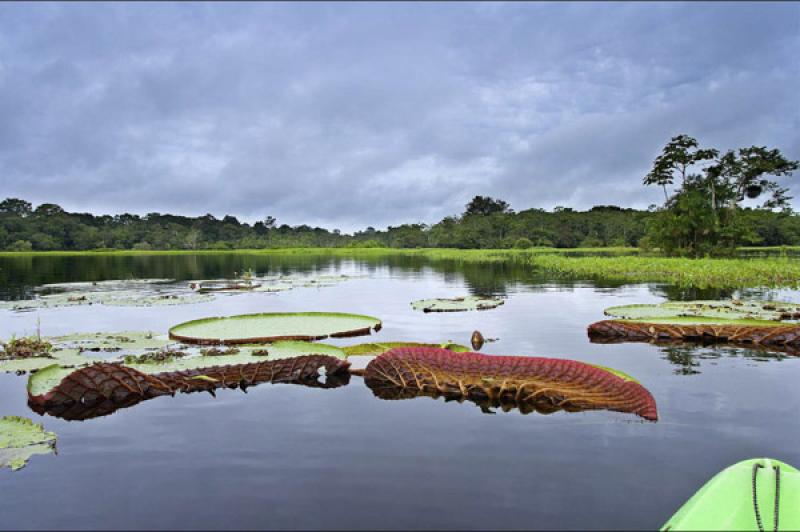 Victoria Amazonica, Amazonas, Leticia, Colombia