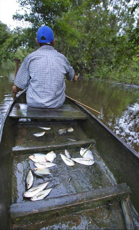 Pescador en su Canoa, Amazonas, Leticia, Colombia