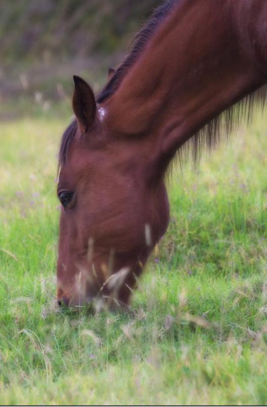 Equus caballus