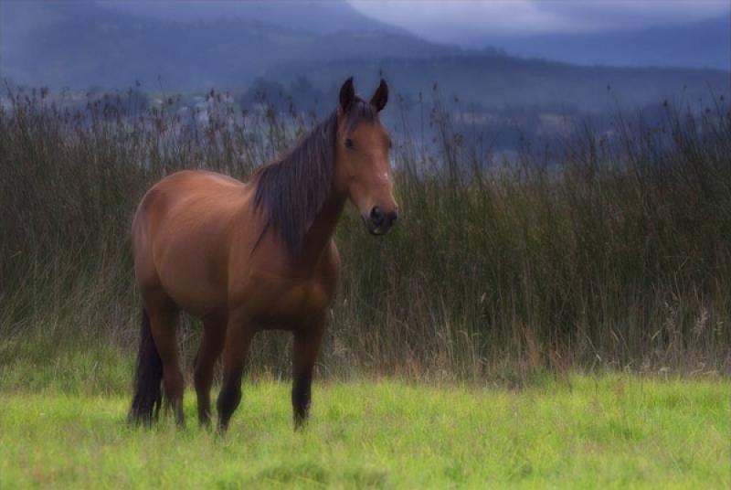 Equus caballus