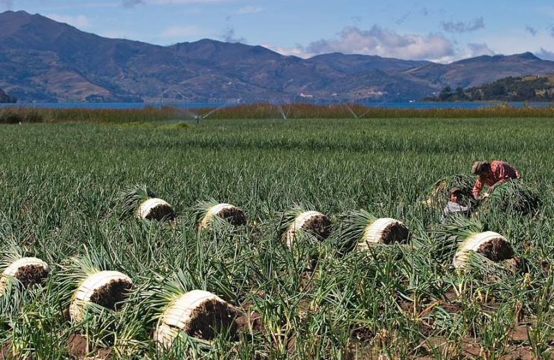 Cultivo de Cebolla, Boyaca, Colombia