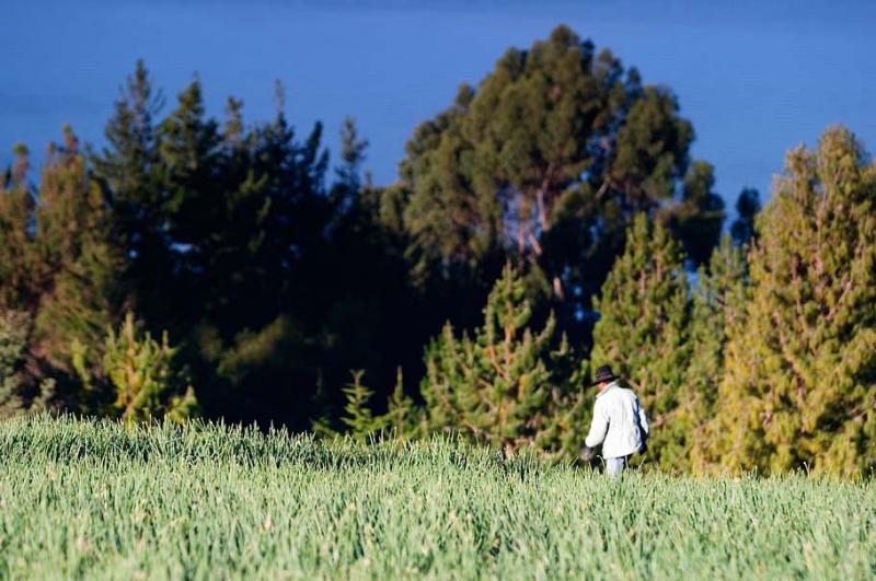 Cultivo de Cebolla, Boyaca, Colombia