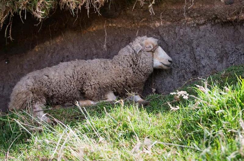 Oveja en el Campo, Boyaca, Colombia