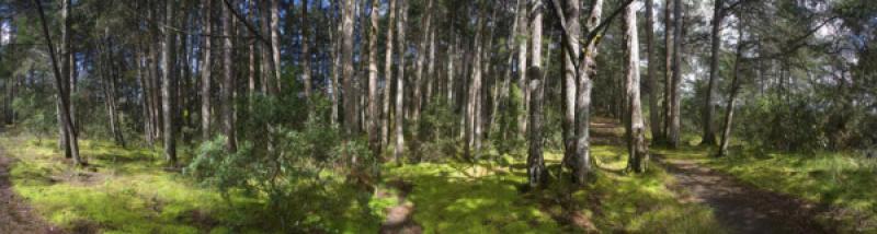 Bosque de Santa Elena, Antioquia, Medellin, Colomb...