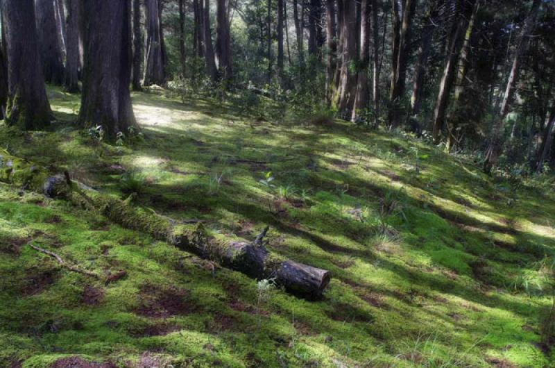 Bosque de Santa Elena, Antioquia, Medellin, Colomb...