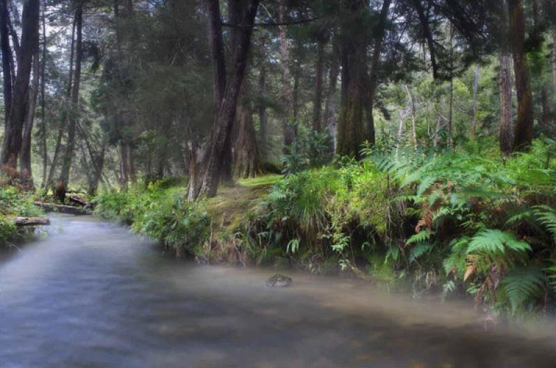 Bosque de Santa Elena, Antioquia, Medellin, Colomb...