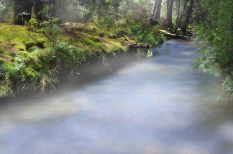 Bosque de Santa Elena, Antioquia, Medellin, Colomb...