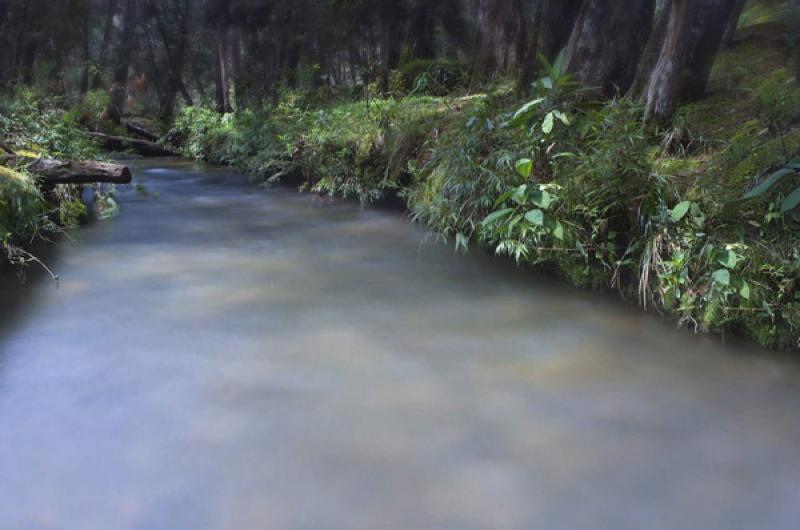 Bosque de Santa Elena, Antioquia, Medellin, Colomb...